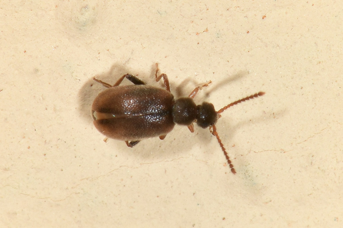 Aderidae: Otolelus pruinosus?